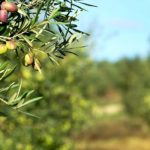 L’oro verde della Tuscia