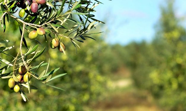 L’oro verde della Tuscia
